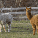Wildwood Alpaca Trekking Albrighton UK
