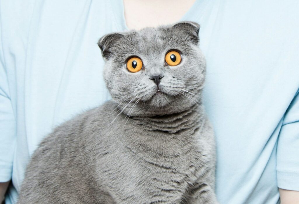 Scared grey cat with orange eyes