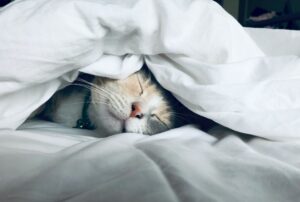 Cat in bed sleeping