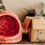Cat in cardboard box next to cat bed